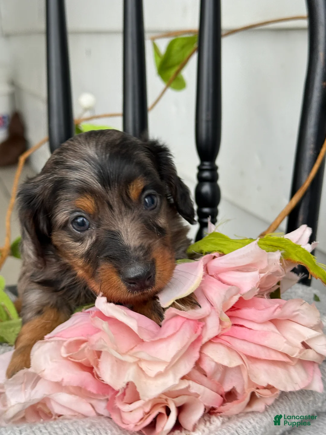 Miniature Dachshund dogs for sale: Della - Ad 1