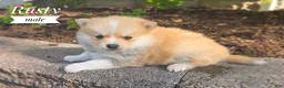 Pomeranian dogs for sale: Shiloh- Cream - Ad 7