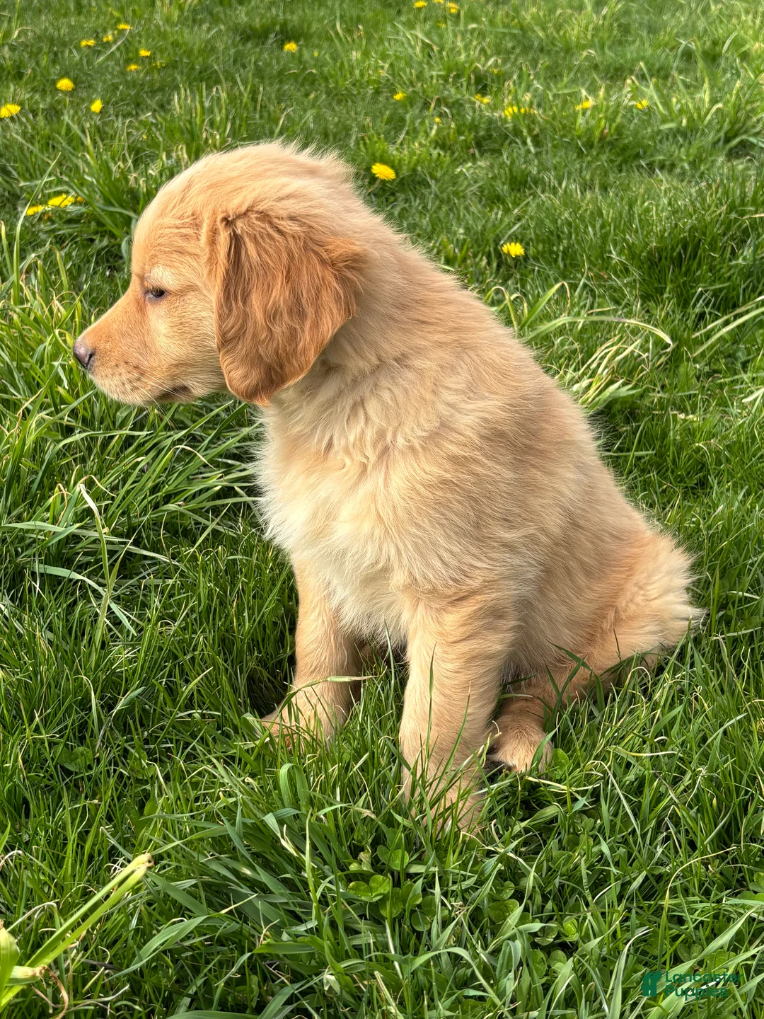 Golden Retriever dogs for sale: Lincoln  - Ad 1