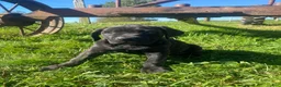 Cane Corso dogs for sale: Jewel - Ad 8