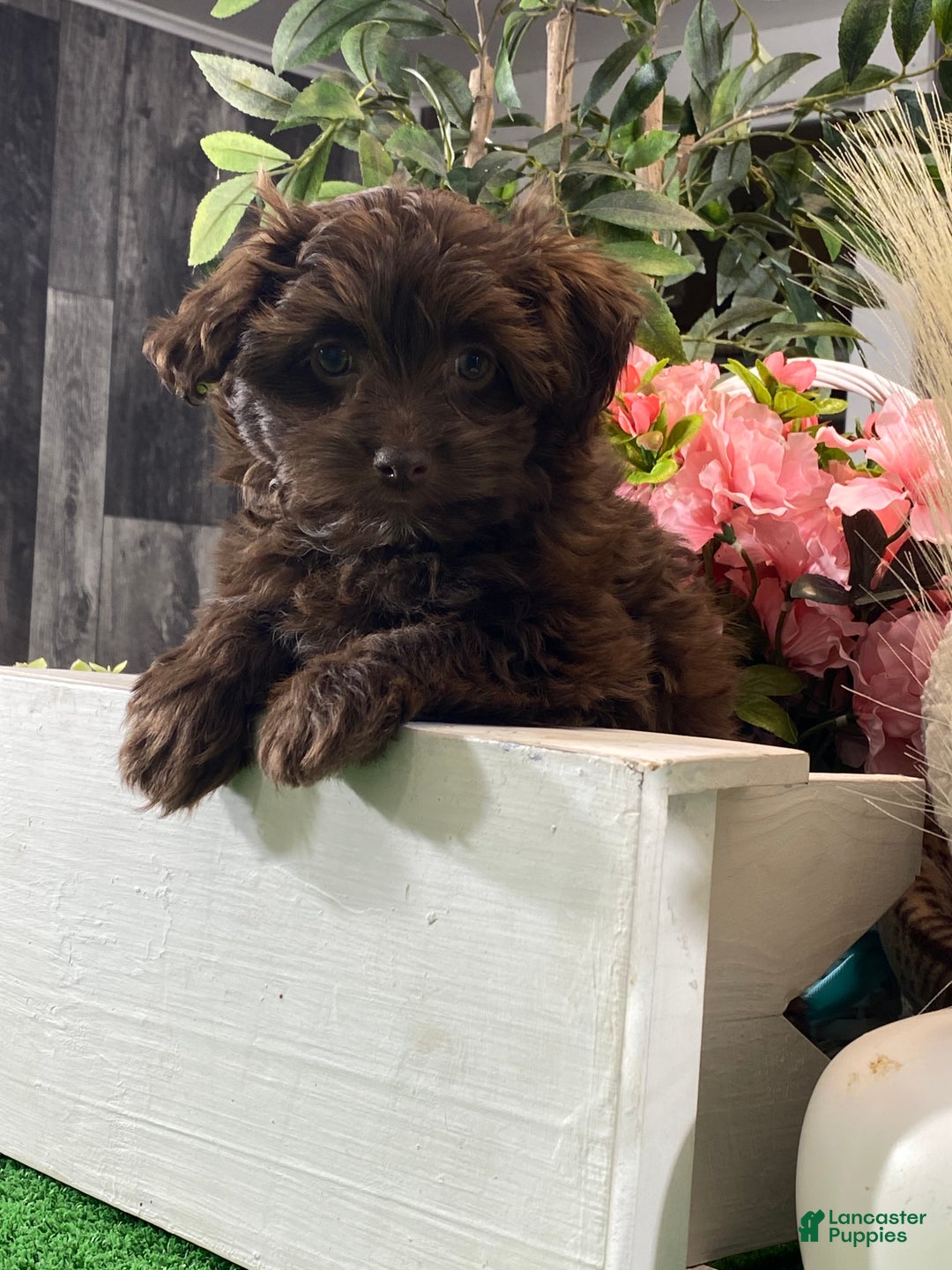 Havanese dogs for sale: Hanna  - Ad 6
