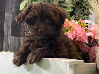 Havanese dogs Hanna - Ad 39