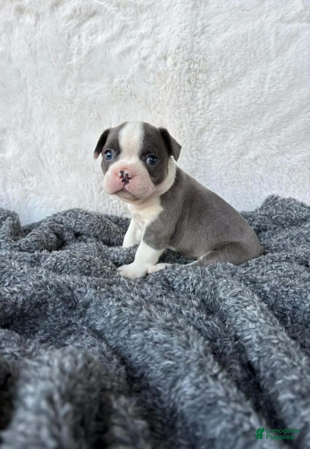 Frenchton dogs for sale: Macy - Ad 1