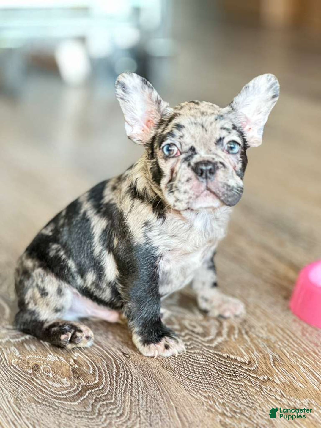 French Bulldog dogs for sale: French Bulldog Puppy 2 - Ad 1