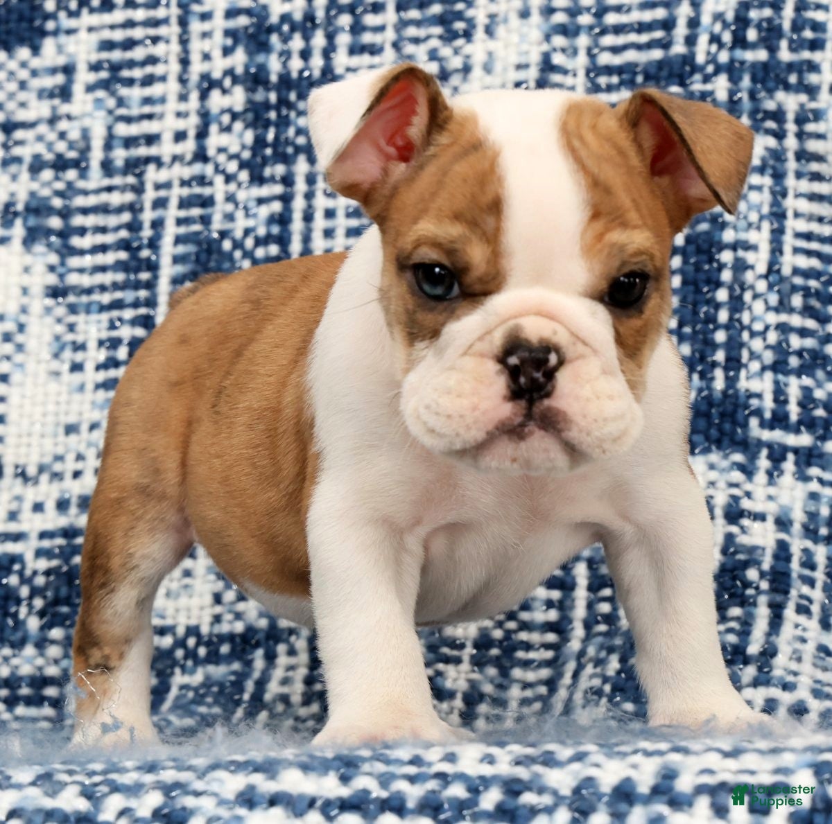 English Bulldog dogs Jasper - Ad 2