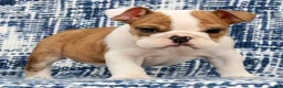 English Bulldog dogs for sale: Jasper - Ad 2
