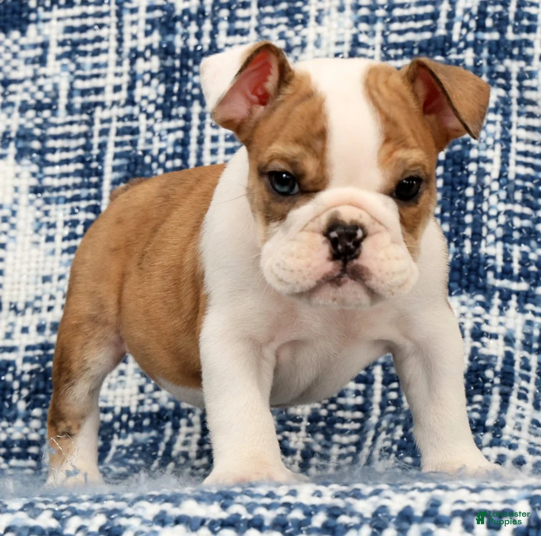 English Bulldog dogs for sale: Jasper - Ad 2
