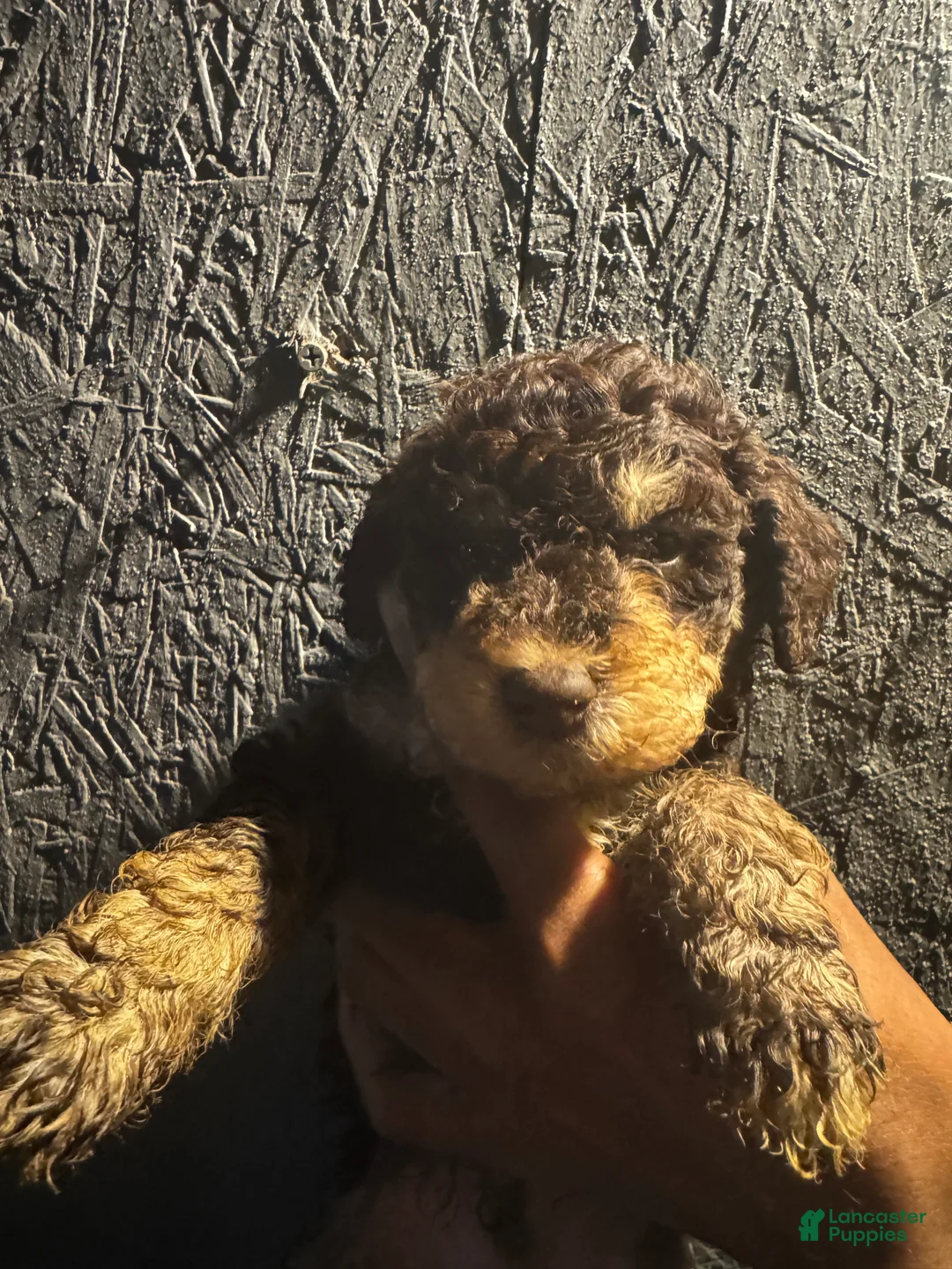 Bernedoodle dogs for sale: Bernedoodle 8 - Ad 1