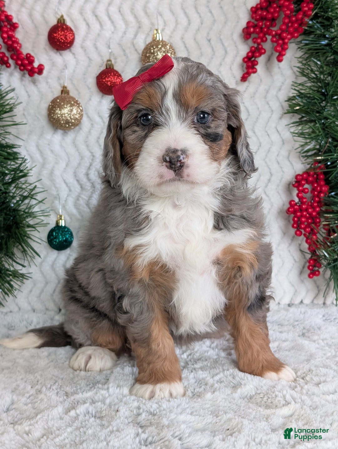Mini Bernedoodle dogs for sale: Mini Darcy  - Ad 8