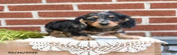 Miniature Dachshund dogs for sale: Jodi - Ad 5