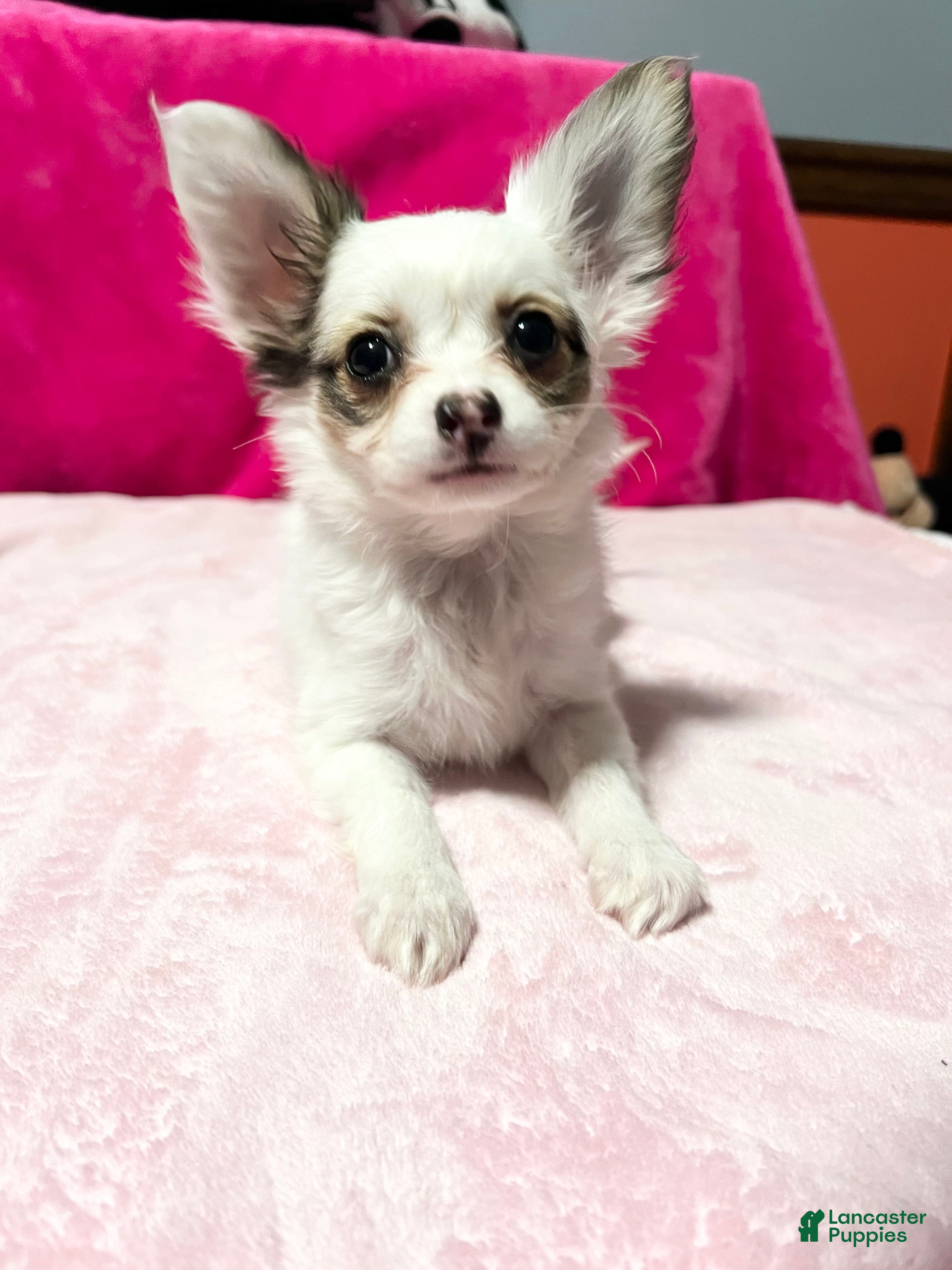 Papillon dogs Brandy - Ad 4