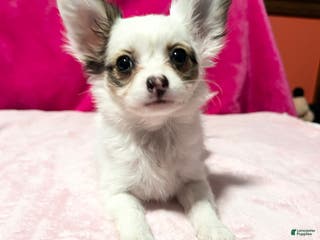 Papillon dogs Brandy - Ad 12