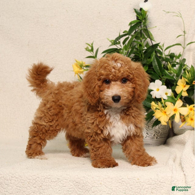 Bichpoo dogs BJ's Princeton - Ad 1
