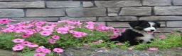 Australian Shepherd dogs for sale: Polly - Ad 5
