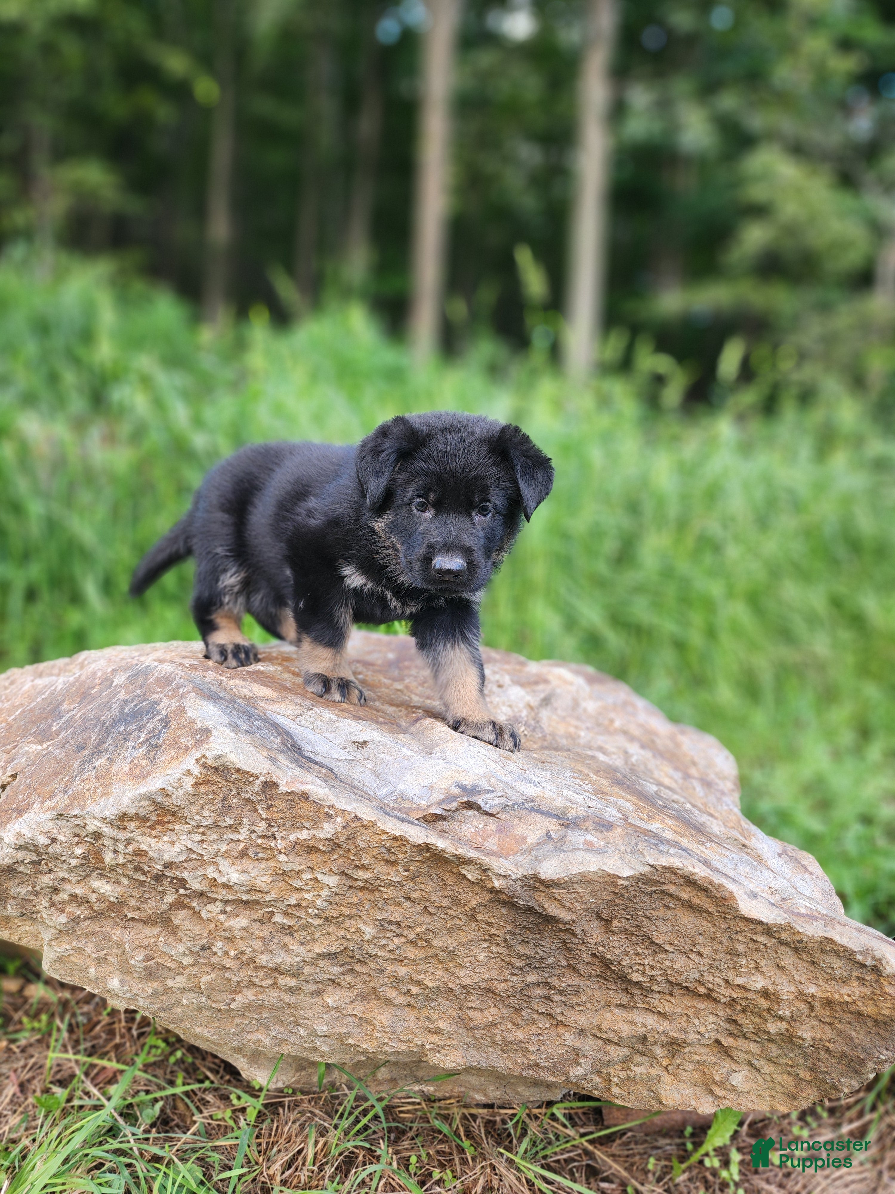 German Shepherd dogs  Tripp - Ad 1