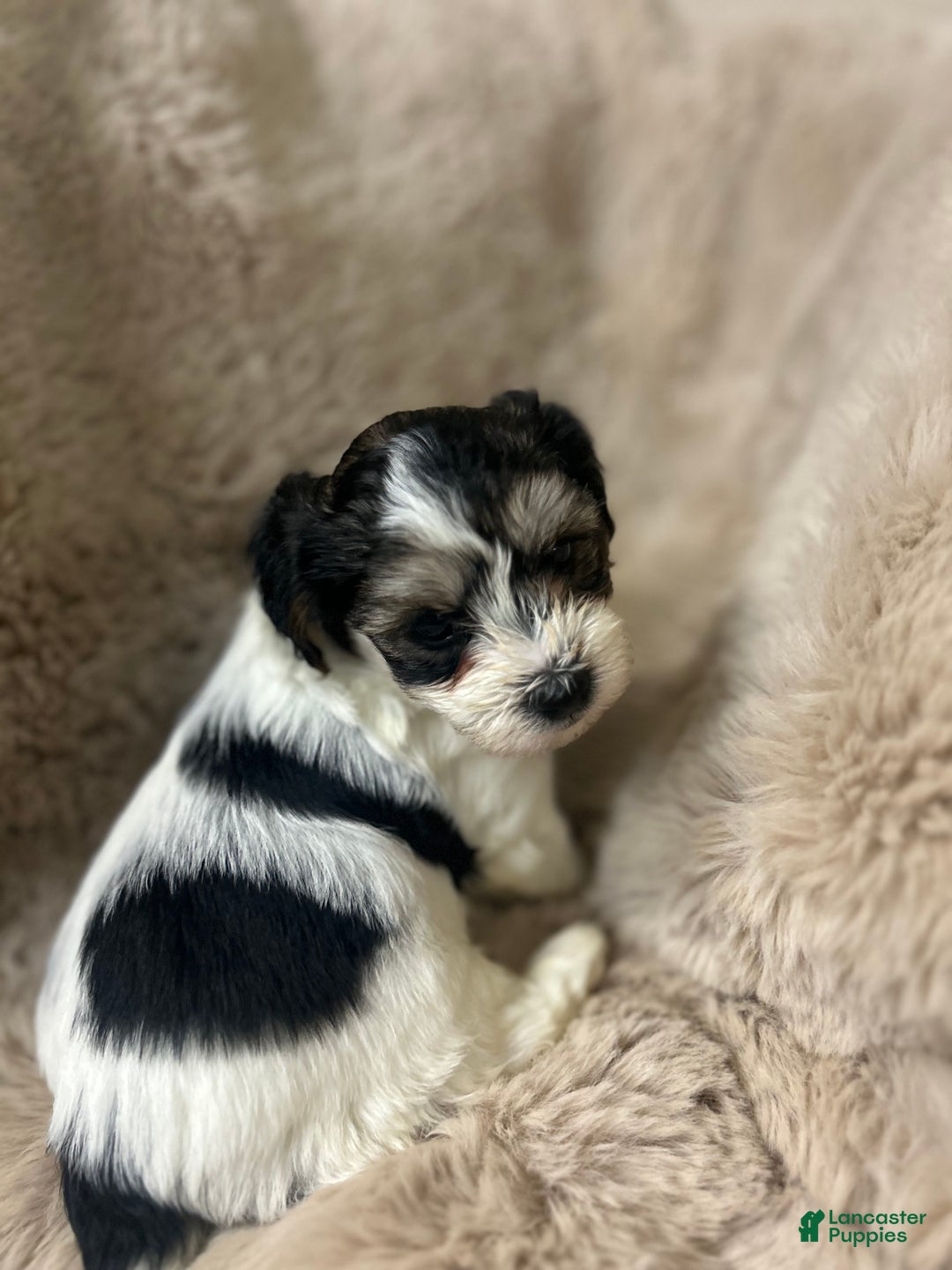 Morkie dogs for sale: Georgio  - Ad 2