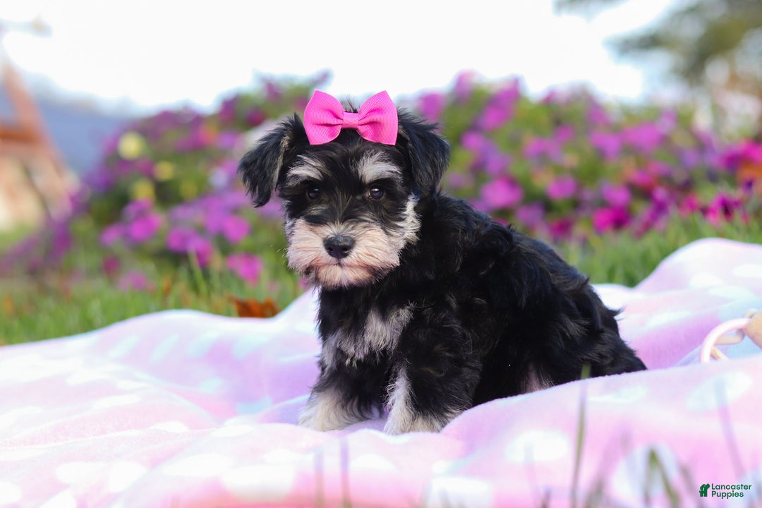 Miniature Schnauzer dogs for sale: Lexi - Ad 7