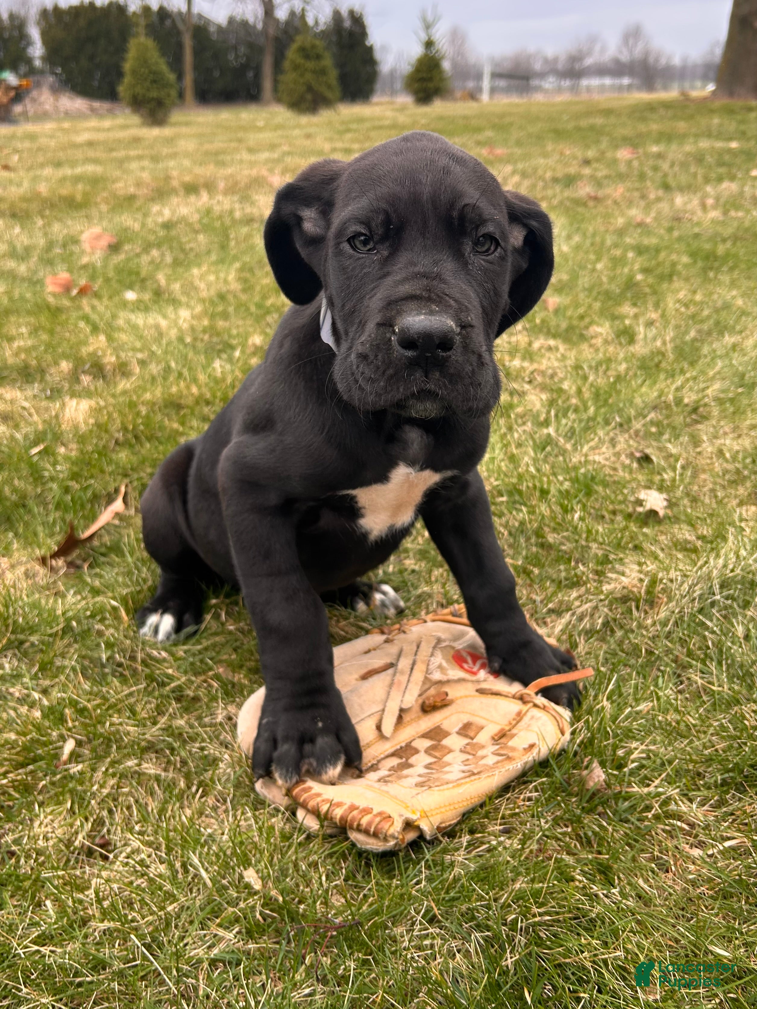 Great Dane dogs Remington - Ad 2