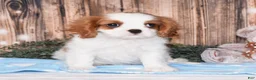 Cavalier King Charles Spaniel dogs for sale: Cruz - Ad 1