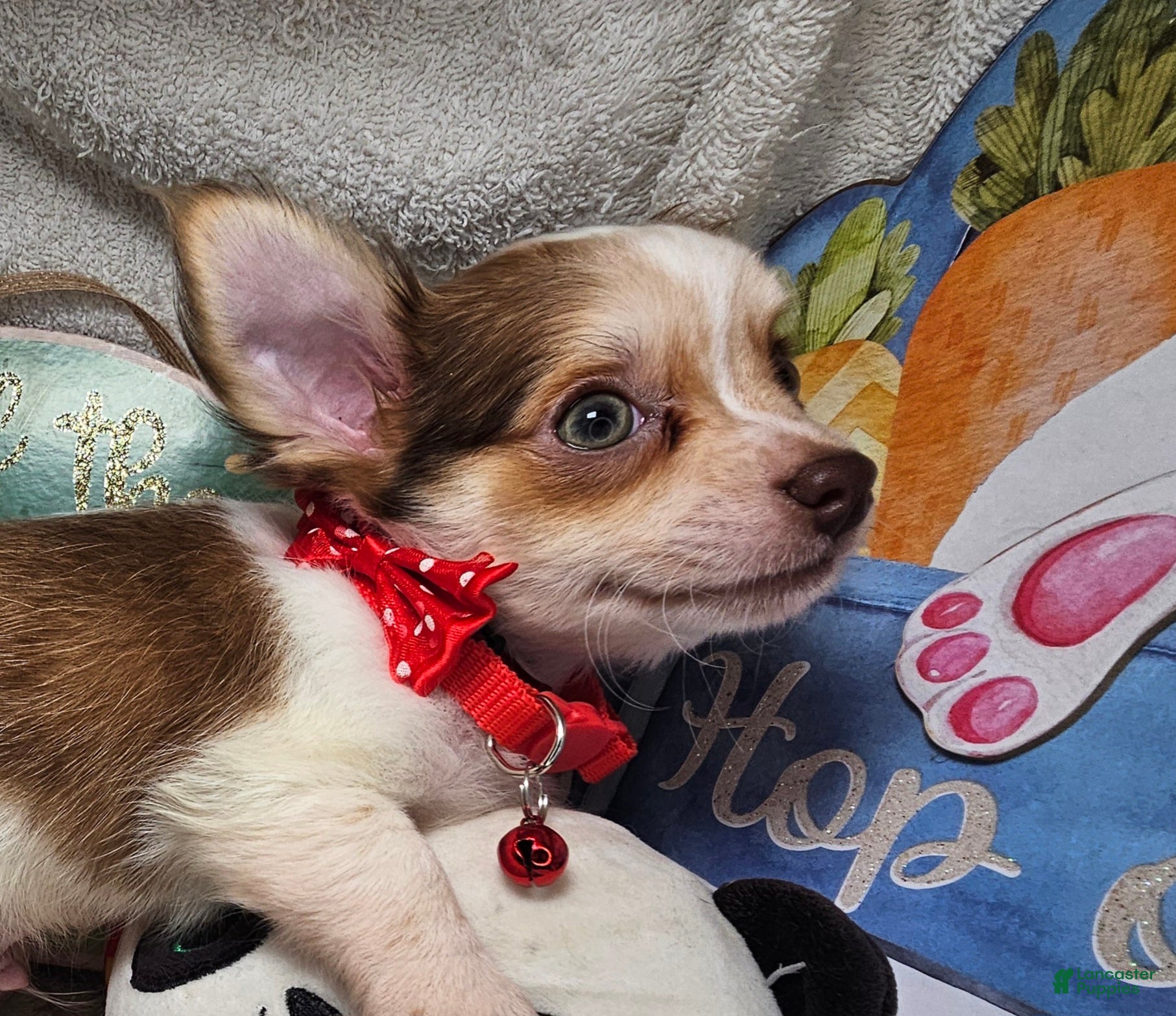 Chihuahua dogs Jimmy Neutronn - Ad 42