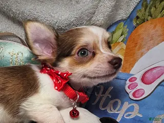 Chihuahua dogs Jimmy Neutronn - Ad 42