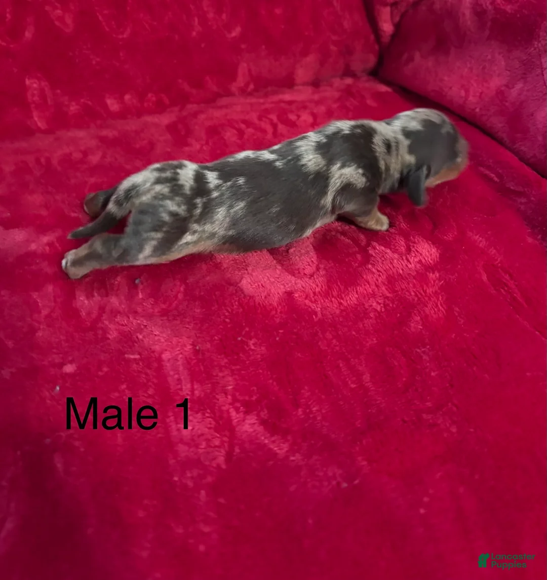 Miniature Dachshund dogs for sale: Miniature Dachshund 1 - Ad 2