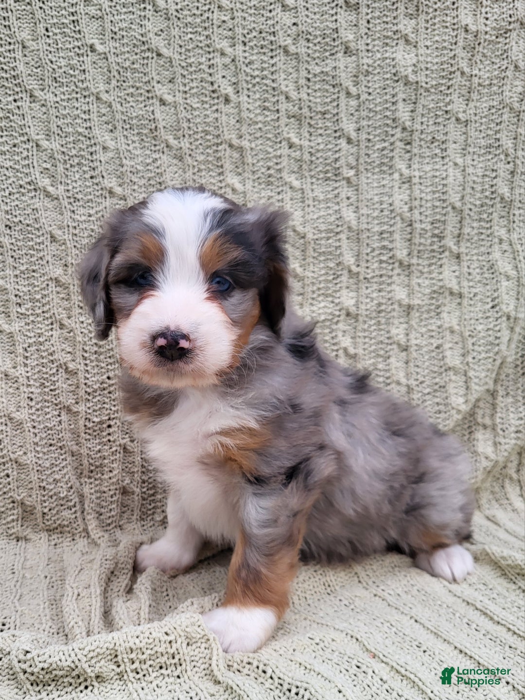 Mini Bernedoodle dogs for sale: Socks - Ad 3
