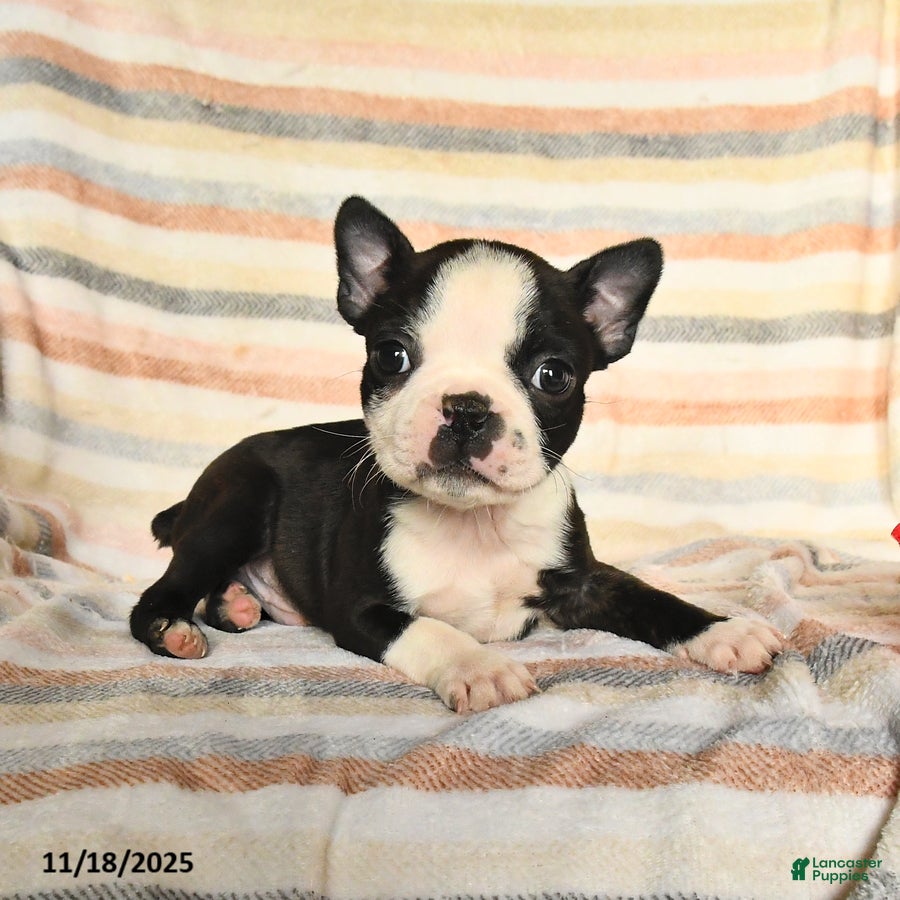 Boston Terrier dogs Dylan - Ad 17