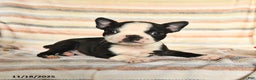 Boston Terrier dogs for sale: Dylan - Ad 1