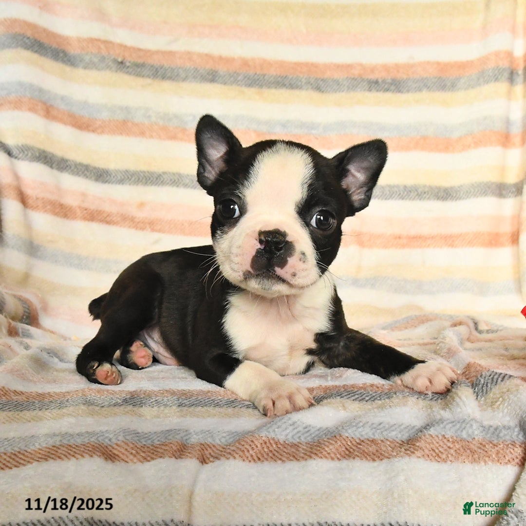 Boston Terrier dogs for sale: Dylan - Ad 1