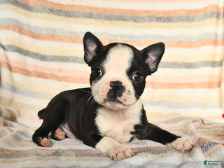 Boston Terrier dogs Dylan - Ad 22