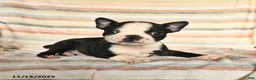 Boston Terrier dogs for sale: Dylan - Ad 1