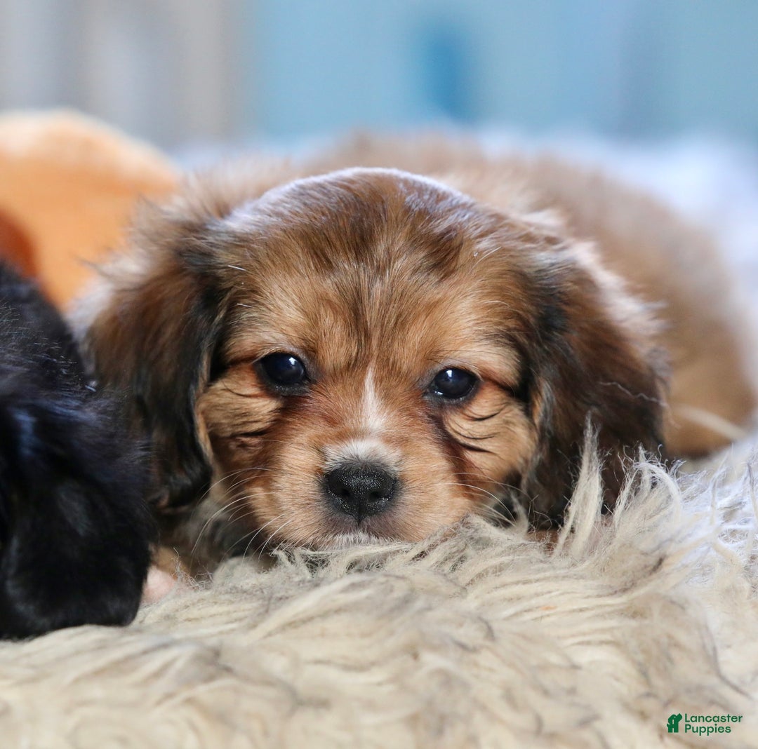 Mixed Breed dogs for sale: Cavalon Sparkle - Ad 16