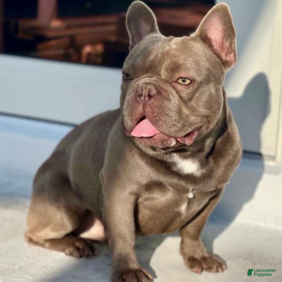 French Bulldog dogs Enzo - Ad 13