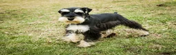 Miniature Schnauzer dogs for sale: Antonio - Ad 5