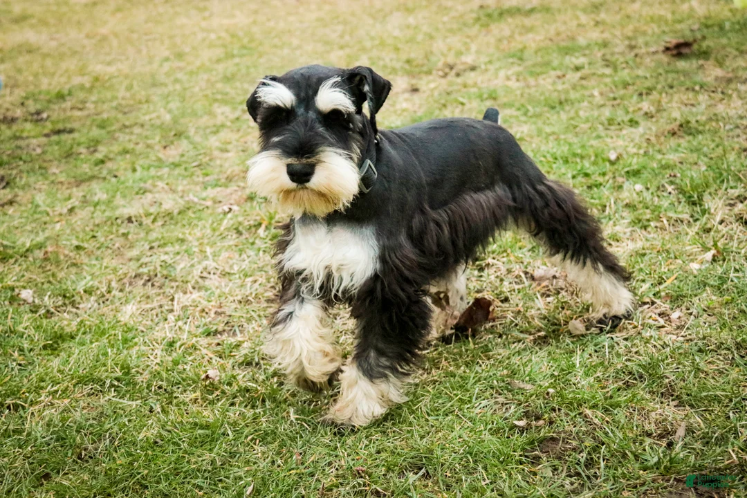 Miniature Schnauzer dogs for sale: Antonio - Ad 5