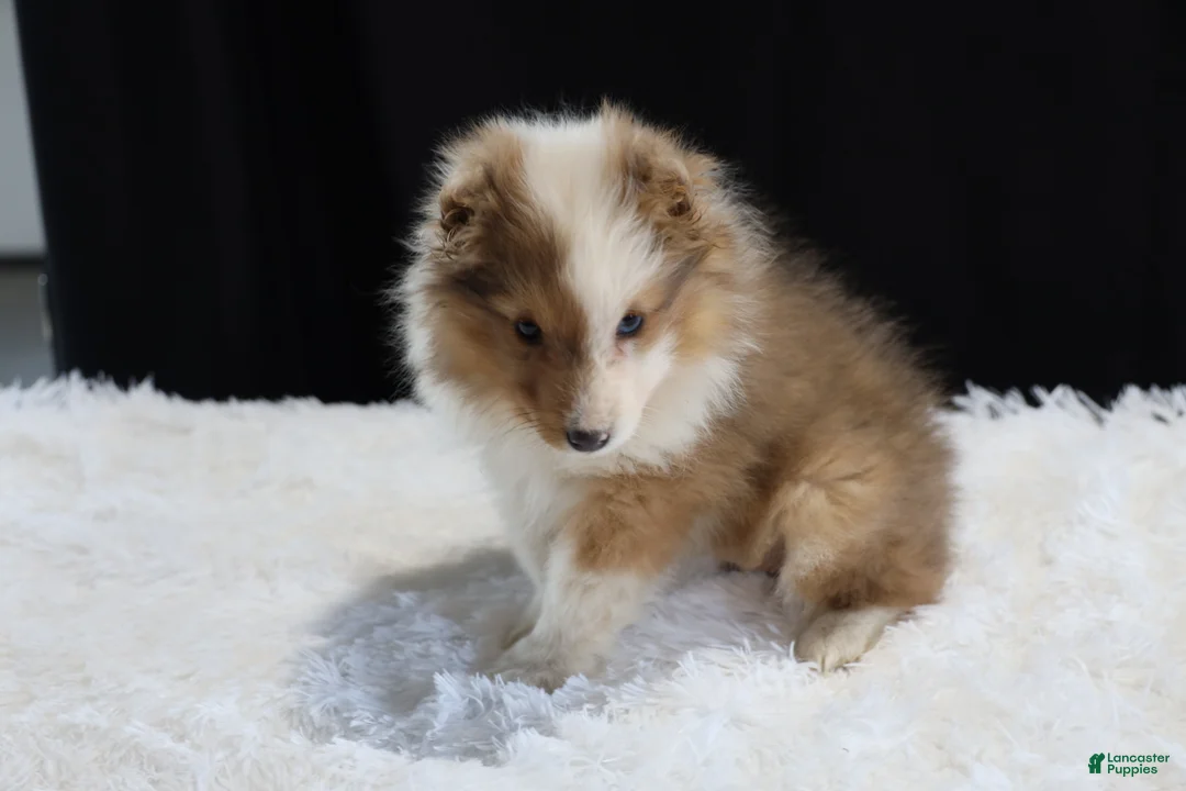 Mixed Breed dogs for sale: Sadie - Ad 1