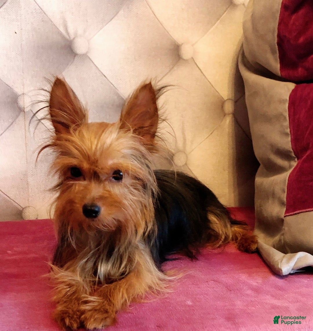 Yorkiepoo dogs for sale: Yorkiepoo Puppy 1 - Ad 5