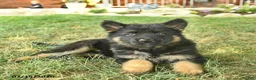 German Shepherd dogs for sale: Tulip - Ad 3