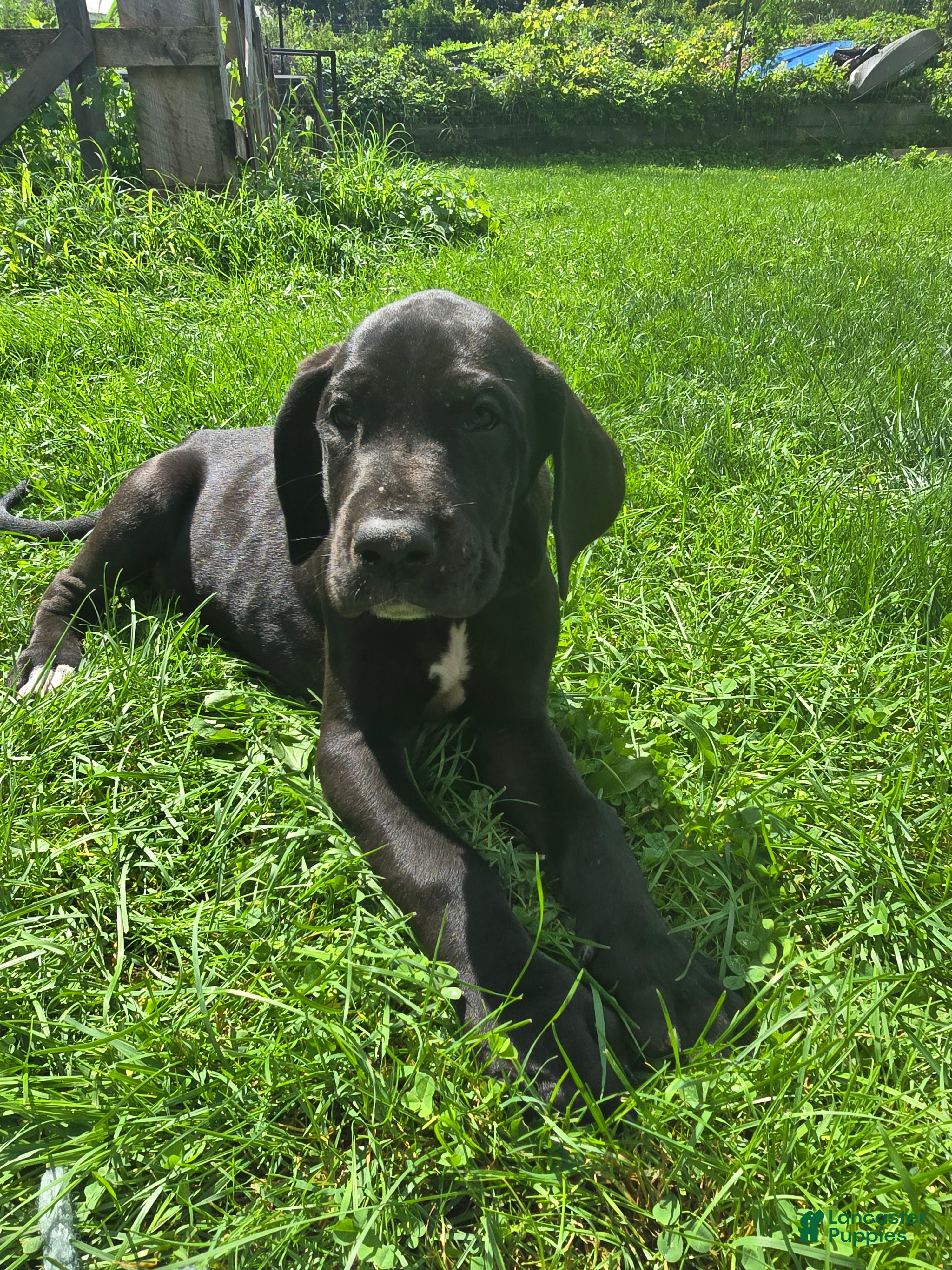 Great Dane dogs Ajax - Ad 1
