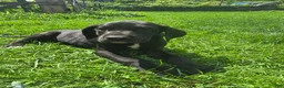 Great Dane dogs for sale: Ajax - Ad 1