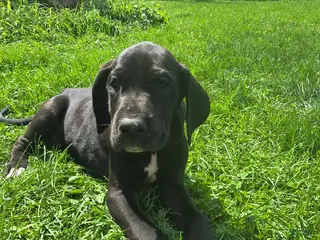 Great Dane dogs Ajax - Ad 4