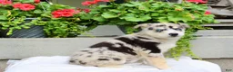 Mixed Breed dogs for sale: Lindor  - Ad 8