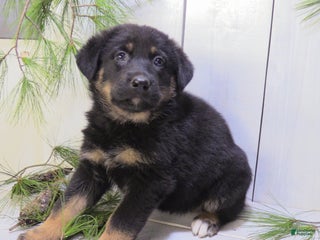 German Shepherd dogs Chelsie - Ad 19