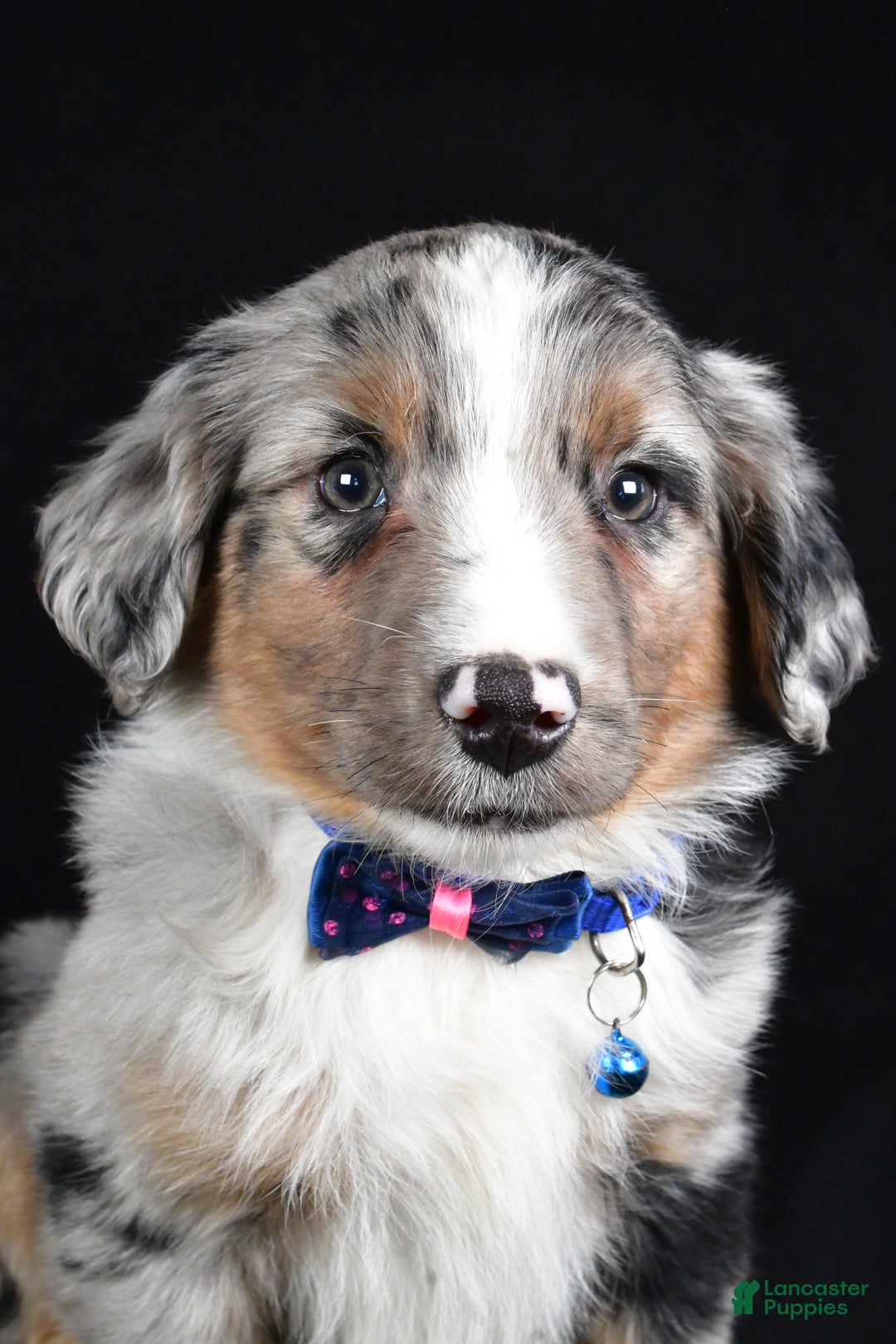 Miniature Australian Shepherd dogs for sale: Ricky - Ad 6