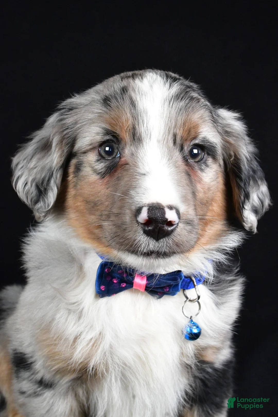 Miniature Australian Shepherd dogs for sale: Ricky - Ad 6