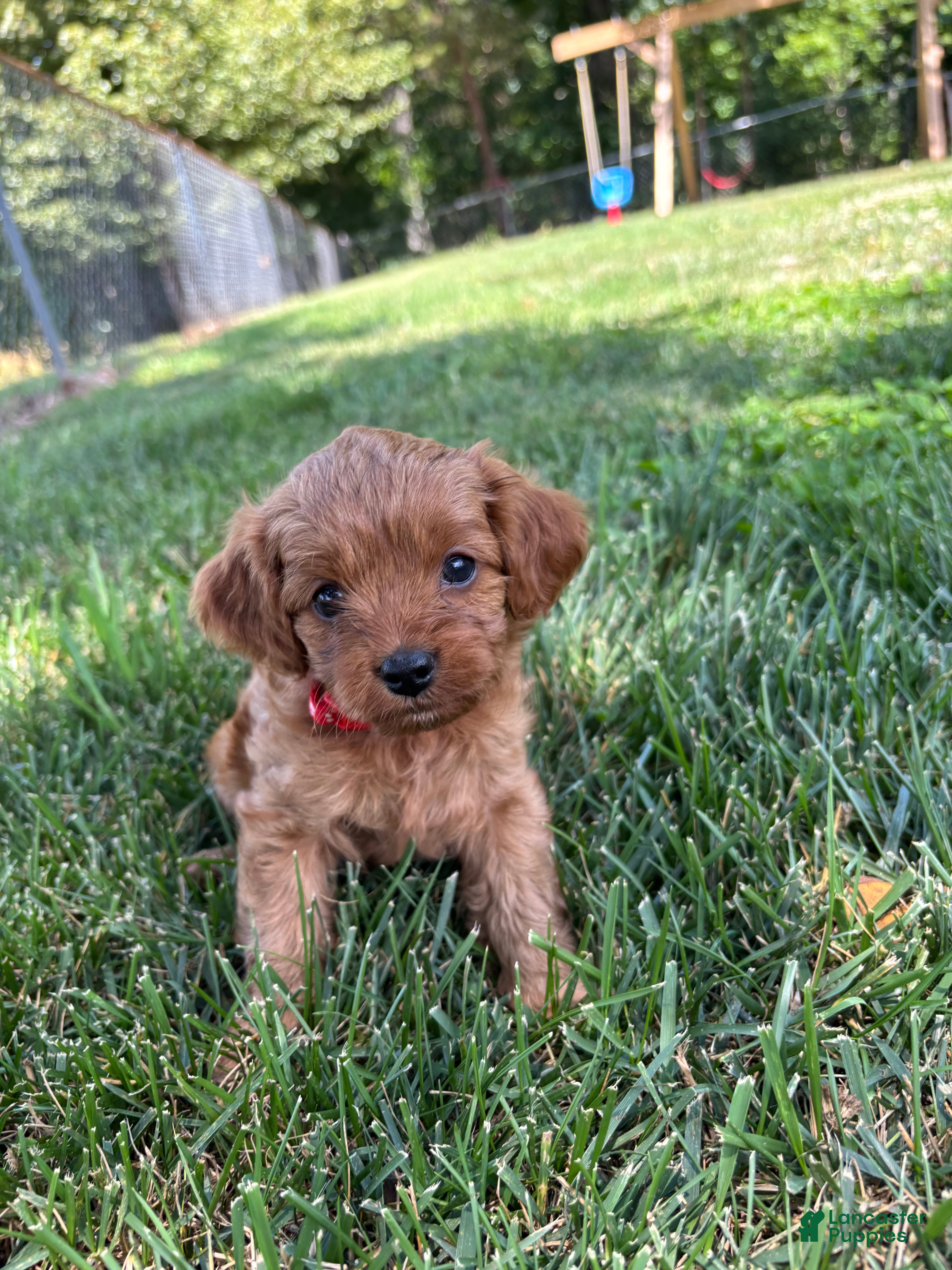 Cavapoo dogs Daisy - Ad 2