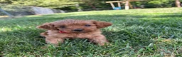 Cavapoo dogs for sale: Daisy - Ad 2