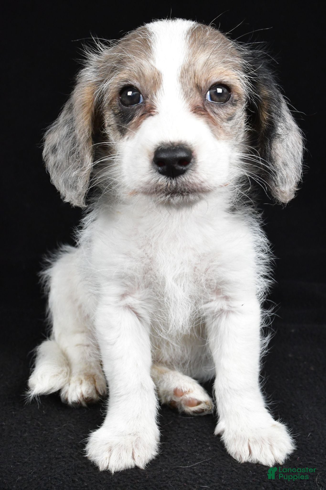 Mixed Breed dogs Tina - Ad 1