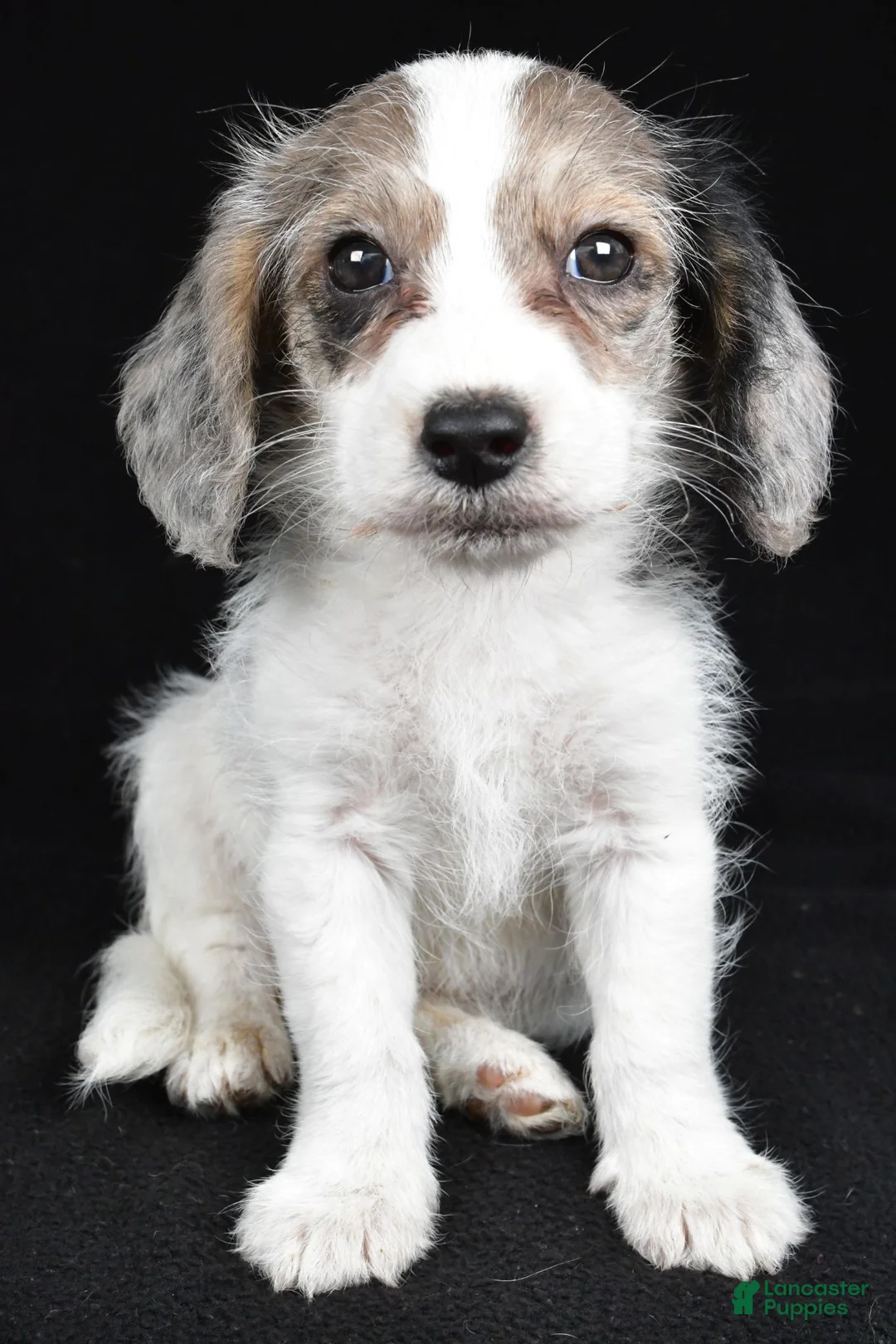 Mixed Breed dogs for sale: Tina - Ad 1